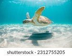 Green sea turtle swimming...