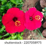  Two Hibiscus Flowers In The...