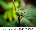 Urena Lobata  A Wild Plant With ...