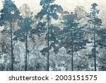 Pine Forest Oil Painting....