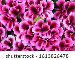 Velvet Purple Geraniums As A...