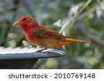 A Colorful Summer Tanager Bird...