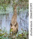 An American Bittern With Its...