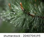 Close-up of rain drops on a pine tree branch. Blurred background. Moody atmosphere of a rainy day. 
