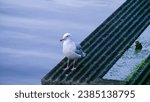 Small photo of glaucous gull (Larus hyperboreus) perched on Vancouver water front in early morning during summer
