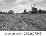 View On The Tall Grass In...