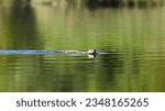 Small photo of American mink invasive species in Europe. (Neovison vison) American mink floats in the water, Wisla riwer.