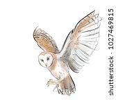 Owl  Hand Drawn Graphic Birds....