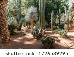 Cacti in the Majorelle Garden. Marrakesh. Morocco