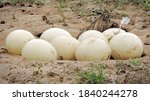 Eight ostrich eggs in a low sand nest         