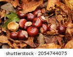A group of shiny brown chestnuts laying on a layer of dry brown fallen chestnut leaves. Conkers out of the shells. Dry chestnut leaves with one green oak leave. Typical fall image and background.