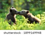 Bear Cubs In The Summer Forest