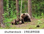 Bear With Cubs In Forest
