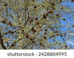 Small photo of Larch branches against the blue sky. Young larch cones and needles. Spring background