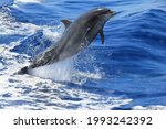 Common Bottlenose Dolphin...