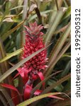 Red Pineapple Growing In Close...