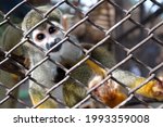 The Spectacled Lemur In A Cage...