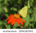 Cloudless Sulphur Butterfly ...