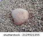 Shells On The Beach Sand