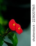 Small photo of Close-up selective focus of Red flower Euphorbia geroldii plant ,Gerold's Spurge ,Thornless Crown of thorn ,Semi-succulent family Euphorbiaceae tropical flower plants