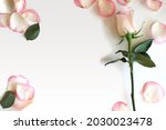rose and petals flat lay... | Shutterstock . vector #2030023478