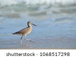 Eastern Willet Marching Along...