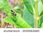 Large milkweed bug on a common milkweed plant leaf.  Prophetstown State Park 