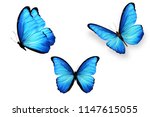 Three blue butterflies isolated ...