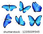 Blue butterflies isolated on...