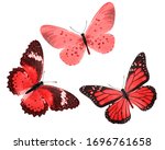  red tropical butterflies... | Shutterstock . vector #1696761658