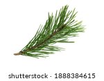 green natural pine branch isolated on white