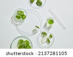 Gotu kula decorated in petri dish and transparent podium with blank space in laboratory background for plants advertising , top view 