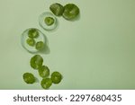 Small photo of Over a pastel background, two glass petri dishes and several Gotu kola (Centella asiatica) leaves are decorated. empty space in the right side to display cosmetic product