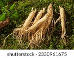 Small photo of On natural green moss background, fresh ginseng root displayed with rock and green leaves. Scene for advertising. Ginseng ingredient has been shown to improve memory and suppress stress.