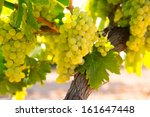 Chardonnay Wine Grapes In...
