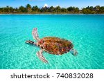 Holbox Island turtle photomount in Quintana Roo of Mexico