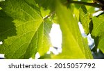 Small photo of Green vine leaves with backlight. Soft light green grape leaves against blue sky background in spring. Leaf vine shoots in the garden in the hot sun.