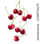 Falling Cherry  Clipping Path ...