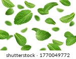 Falling mint leaves, spearmint, isolated on white background, selective focus