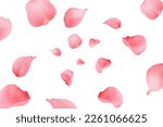 Falling rose petal  isolated on ...