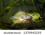 big mouth and barbels of dangerous invasive freshwater predator fish Channel catfish, Ictalurus punctatus, eyes stare, biotope aquarium macro photo