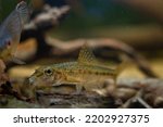 Small photo of gudgeon adult individual swim over driftwood and blurred hardscape, clever tiny freshwater wild caught and domesticated fish in temperate river biotope aquarium aquadesign, dark low light mood concept