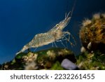 saltwater rockpool shrimp search for food, inspect with pereiopods, antennas littoral zone bottom of Black Sea marine biotope aquarium design, blue LED light, invasive species for beginner aquarist
