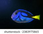 royal blue tang natural behaviour in coral reef marine aquarium, popular domesticated pet for experienced aquarist, neon glow blue and yellow scales shine in LED low light, blurred background