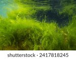Small photo of ulva green algae in low salinity Black sea biotope, coquina stone landscape, littoral zone underwater snorkel, oxygen rich clear water reflection, laminar flow, sunny summertime, healthy ecology