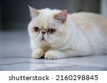 Portrait of a emotional lazy cat garfield