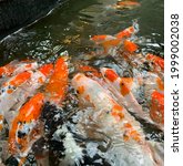 Small photo of Koi fish are famous as pet fish which are considered to be a bringer of good luck, a symbol of love, and friendship