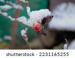 A rosehip berry under the snow hangs on a bush. Snow covered the berry of a wild rose. Winter berries under the snow.