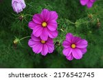 Bright pink cosmos aka aster flowers (fin: kosmos kukka) in a closeup image with some greens in the background. Beautiful spring flowers photographed in Helsinki, Finland. Closeup color image.