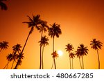 Palm Trees Silhouettes On...
